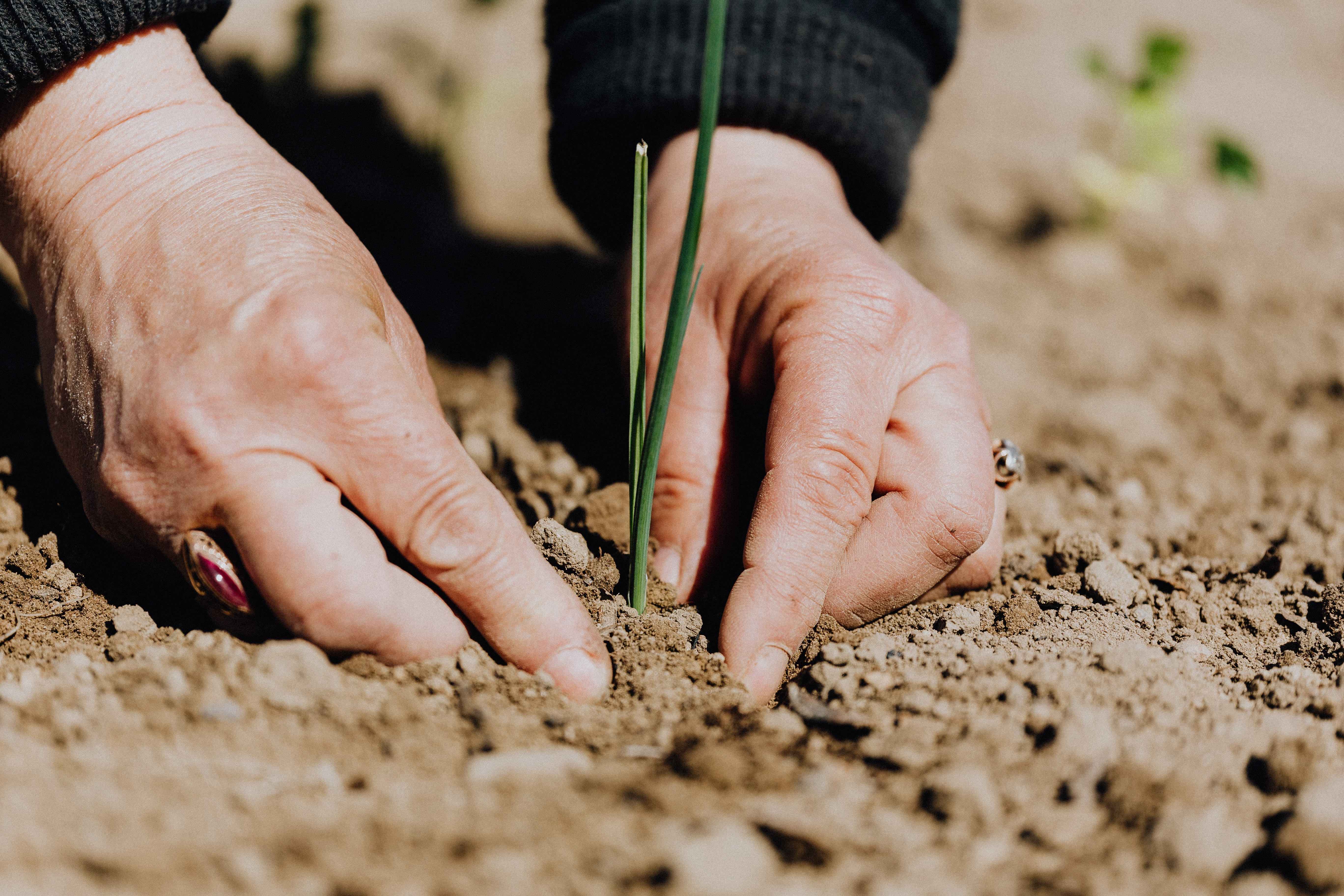 Hands planting a plant